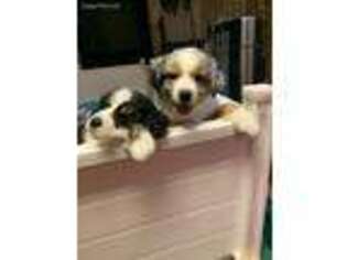 Miniature Australian Shepherd Puppy for sale in Cary, NC, USA