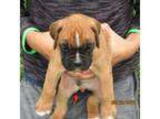 Boxer Puppy for sale in Custer, SD, USA