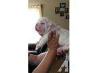 American Bulldog Puppy for sale in PLACERVILLE, CA, USA