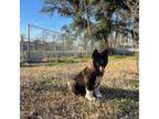 Akita Puppy for sale in Houston, TX, USA