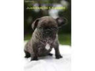 French Bulldog Puppy for sale in Stillwater, MN, USA