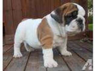 Bulldog Puppy for sale in SUMMIT POINT, WV, USA