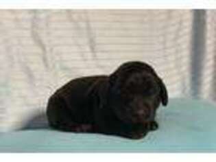 Boykin Spaniel Puppy for sale in Wytheville, VA, USA
