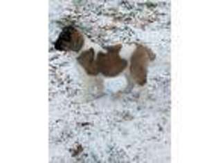 Akita Puppy for sale in Roswell, GA, USA