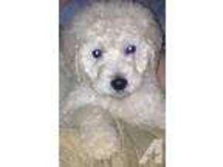 Goldendoodle Puppy for sale in TOCCOA, GA, USA