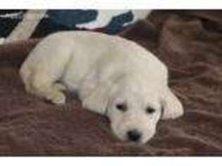 Labradoodle Puppy for sale in Marshfield, WI, USA