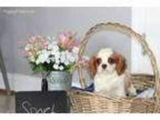 Cavalier King Charles Spaniel Puppy for sale in Winchester, OH, USA