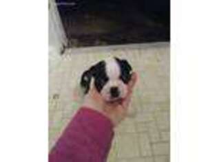 Boston Terrier Puppy for sale in Warner Robins, GA, USA