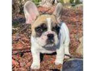 French Bulldog Puppy for sale in Dysart, IA, USA