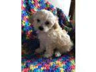 Shih-Poo Puppy for sale in Dorchester, NE, USA