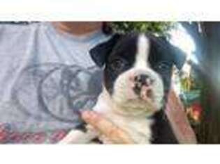 Boston Terrier Puppy for sale in Birch Run, MI, USA