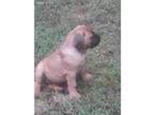 Boerboel Puppy for sale in Millersville, MD, USA