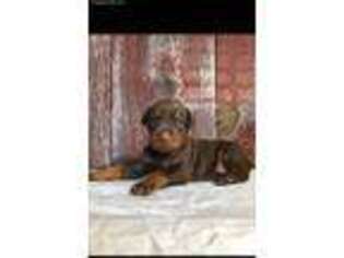 Doberman Pinscher Puppy for sale in Brownsville, TN, USA