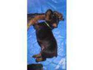 Doberman Pinscher Puppy for sale in ANSELMO, NE, USA