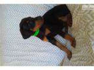Doberman Pinscher Puppy for sale in Bloomington, IN, USA