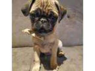 Pug Puppy for sale in Huron, OH, USA