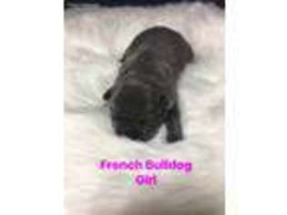 French Bulldog Puppy for sale in Cleveland, TX, USA