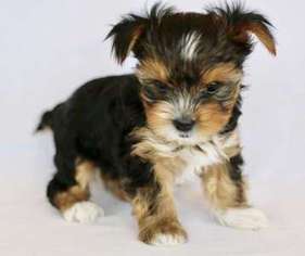 Yorkshire Terrier Puppy for sale in O Fallon, MO, USA