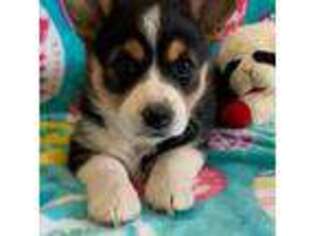 Pembroke Welsh Corgi Puppy for sale in Scottsdale, AZ, USA