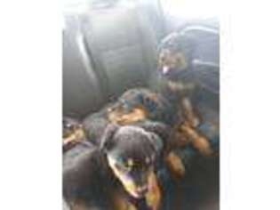 Rottweiler Puppy for sale in Titusville, FL, USA