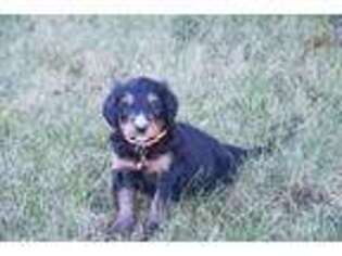 Mutt Puppy for sale in Manns Choice, PA, USA