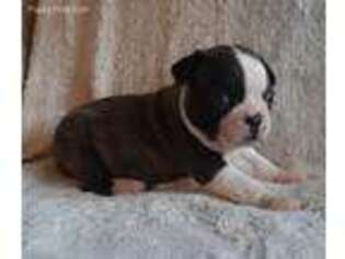 Boston Terrier Puppy for sale in Danville, IL, USA