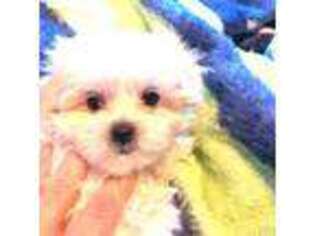 Maltese Puppy for sale in Lake Stevens, WA, USA