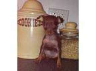 Miniature Pinscher Puppy for sale in Bunnell, FL, USA