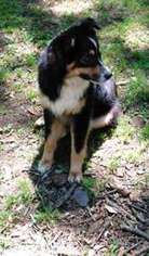 Australian Shepherd Puppy for sale in PIEDMONT, SC, USA