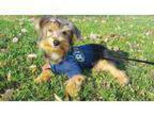 Yorkshire Terrier Puppy for sale in Matthews, NC, USA
