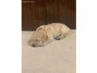 Golden Retriever Puppy for sale in Tonganoxie, KS, USA