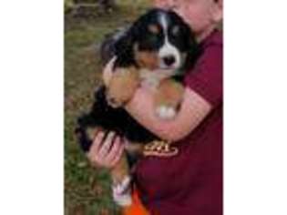 Bernese Mountain Dog Puppy for sale in Novinger, MO, USA