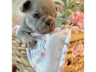 French Bulldog Puppy for sale in Madison, WI, USA