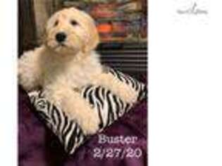 Goldendoodle Puppy for sale in Anderson, IN, USA