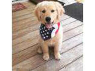 Golden Retriever Puppy for sale in Stella, NC, USA