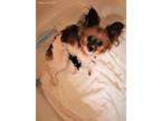 Papillon Puppy for sale in Cheyenne, WY, USA