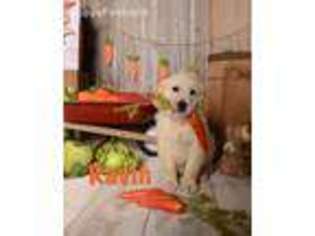 Golden Retriever Puppy for sale in Forest, OH, USA