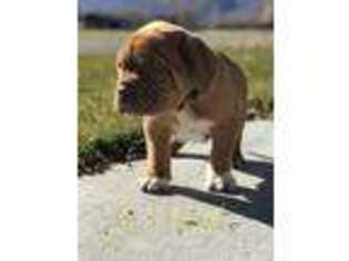 American Bull Dogue De Bordeaux Puppy for sale in Fountain Green, UT, USA
