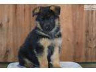 German Shepherd Dog Puppy for sale in Harrisburg, PA, USA