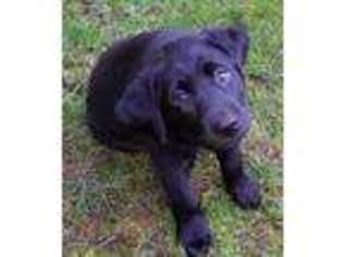 Labrador Retriever Puppy for sale in Woodinville, WA, USA