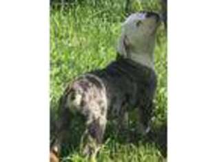 Olde English Bulldogge Puppy for sale in Wellman, IA, USA