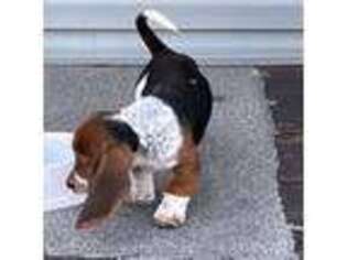 Basset Hound Puppy for sale in Minooka, IL, USA