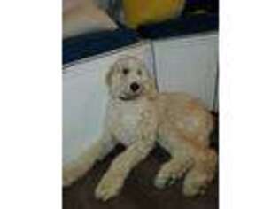 Goldendoodle Puppy for sale in Northborough, MA, USA