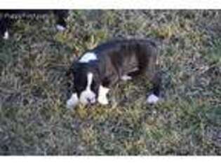 Boxer Puppy for sale in Collinsville, OK, USA