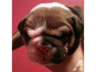 Bulldog Puppy for sale in CARTHAGE, MS, USA