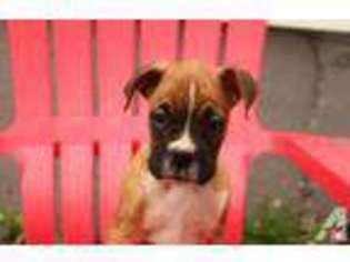 Boxer Puppy for sale in CANTON, OH, USA