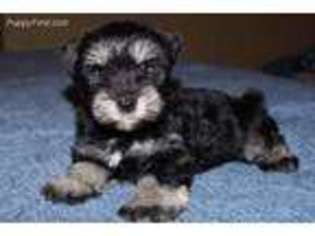 Mutt Puppy for sale in Lane, OK, USA