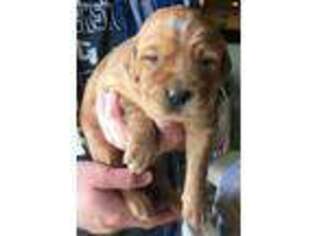 Golden Retriever Puppy for sale in Wayland, MI, USA