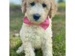 Goldendoodle Puppy for sale in Greer, SC, USA