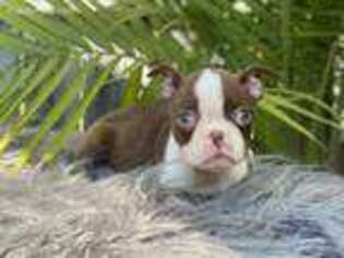 Boston Terrier Puppy for sale in Marion, IL, USA